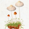 きのこ画集"In Praise of Toadstools"入荷のお知らせ