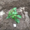 ピーマンの苗を植える