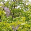 佐渡は桜の次はふじが花盛り