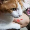 昔話の主人公を猫にするとか「萌え」しかない