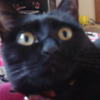 今日の黒猫モモさんの動画－３５２