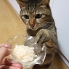 猫がご飯を手でツンツンする理由