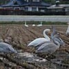 冬の使者が次々　横田町にもハクチョウ（岩手県）