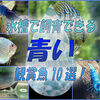 清涼感溢れる青い観賞魚！水槽で飼育できる青い熱帯魚おすすめ10選！