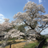 宇陀川の桜