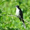 Pied Cuckoo クロシロカンムリカッコウ(インドの鳥その29）