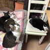 保護猫 多頭飼い 四猫になって、まもなく半年が経過します。