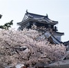 岡崎城 桜まつり 2016 愛知県 花見スポット