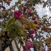 曇り空の下うちの桜もほころびかけました