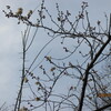 ２．１１．（月・曇り）三田誠広「白村江」。韓国議長の酷い発言。