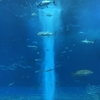 沖縄旅行② 美ら海水族館