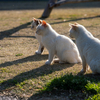 深島のねこさん