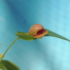 Pleurothallis palliolata 'Elm'  