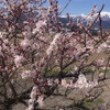 今日の風景、梅の花が満開です【長野県大町市】