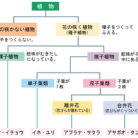 小学生の理科入門 植物 植物の発芽と成長に必要な条件 Cmo 小学生の理科入門 植物 植物の発芽と成長に必要な条件 Cmo