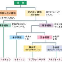 小学生の理科入門 植物 植物の発芽と成長に必要な条件 Cmo