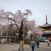 川越　喜多院のしだれ桜　3月18日撮影　EOS6D＋標準ズームと魚眼レンズにて撮影