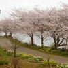 袖ケ浦公園の桜、満開。