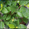 雨ふる　金曜日　あめ・くもり