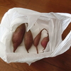 【畑日記🍠番外編】さつまいも栽培～初心者でも簡単！室内で(アパート暮らしでも)できるさつまいもの芽出し方法とは？～