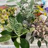 寄せ植え教室