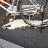 yoga　cat