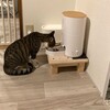 【自動給餌機】やっと成功！！