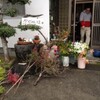 花と雨と久住とアクシデント