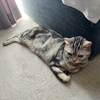 猫、冷房の効いた部屋から脱走したのを連れ戻すのを諦める