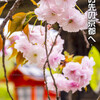 清明・六孫王神社の八重桜