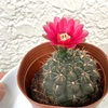ひかだま（緋花玉）が咲いた。サボテンの花を初めて見た。