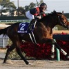 チャンピオンズカップ　枠順確定後　見解　絶対来る馬はこの馬です。