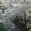 【桜便り】王子・音無親水公園の桜