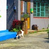 台湾の猫村、猴硐(Houtongホウトン)