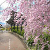 旧京阪京津線・御陵駅跡地公園の桜