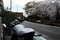 ちょっと葉桜だけど。。。バイクで行く最高の花見モーニング