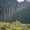 立ち枯れ現象・縞枯山