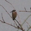 早朝野鳥観察会