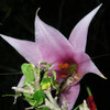 ジンリョウユリの花を徘徊するコロギス