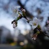 桜が見ごろの六義園に行けませんでした