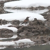 雪が溶け、ようやく鳥が増え出した。