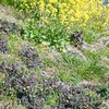 黒紫の葉のオニノゲシ