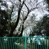 小学校の桜。