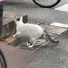 発注に行く　三毛猫のミチコサマ大往生す。