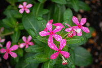 花壇にお花を植えたので、花を撮る練習をしました