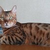 呼んでも来ない