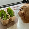 無印良品の猫草、食べごろがやってきました。