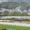 阪神競馬場でお花見　大阪杯G1やってました　兵庫県　宝塚市