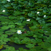 山中城のスイレン