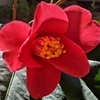 学生生活の記憶（589）：ツバキ（椿）Camellia　花言葉